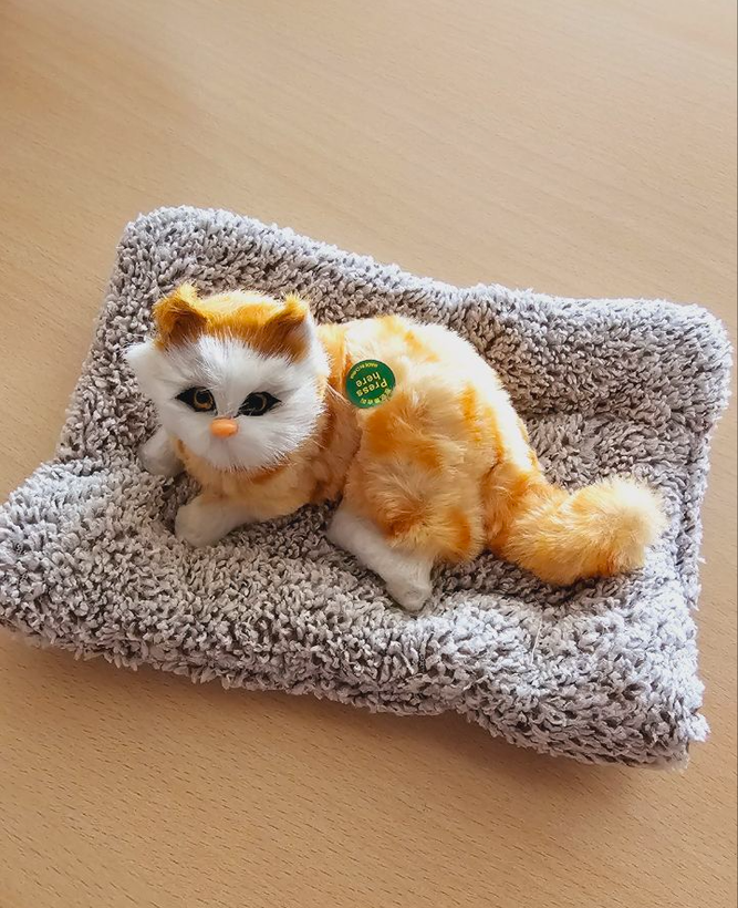 عروسک گربه خوابیده روی تشک