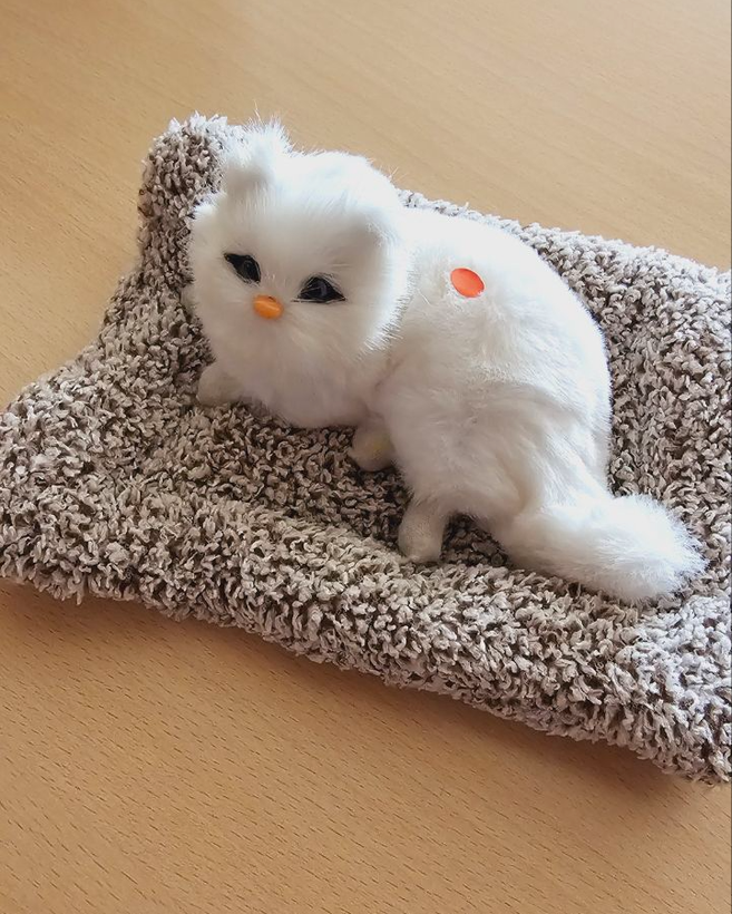 عروسک گربه خوابیده روی تشک